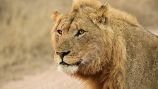 Lion closeup grass dirt realistic - a blurry background of grass and dirt free wallpaper