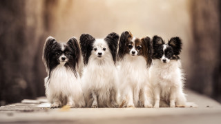 Dogs group table wall light - free dogs wallpaper