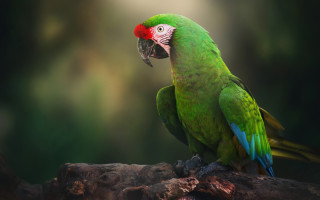 Green parrot red head branch - a red head free wallpaper for desktop