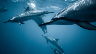 Dolphins ocean sunlight underwater person - the water behind them free wallpaper