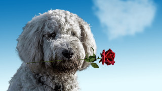 White dog red rose outdoor - a red rose free wallpaper