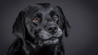 Black dog sad eye shiba - a black dog free wallpaper