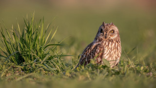 Small owl standing grass dandelion - a blurry background of grass and grass free wallpaper