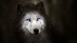 Wolf blue eyes digital painting - free dogs wallpaper