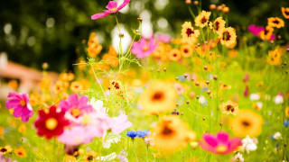 Field flowers house blurry photo - ammi phillips free wallpaper