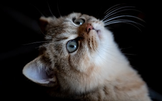 Cat blue eyes looking up 2 - its eye wide open free wallpaper