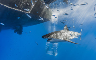 Large shark ocean fish surrounding - fish free wallpaper for desktop