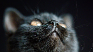 Cat glowing macro wide eyed - dof free wallpaper