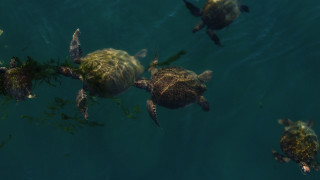 Turtles underwater holography military kaijuu - looking free wallpaper for desktop