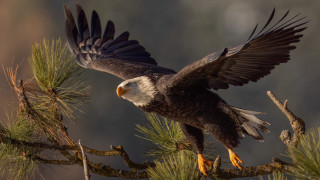 Bald eagle spread wings talons - darrell riche free wallpaper