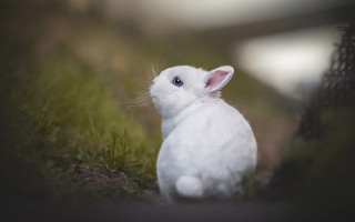 White rabbit grass blue eyes - a white rabbit free wallpaper
