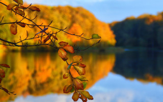 Tree leaves water autumn sky - fall free wallpaper