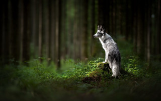 Dog rock woods sky trees - free animals wallpaper