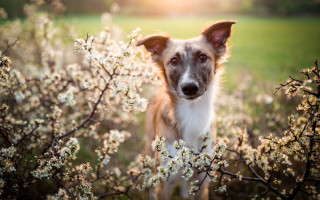 Dog flower field sunshine animal - a sun free wallpaper