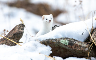 White animal snowy ground tilt - ground next free wallpaper