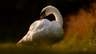 White swan in grass backlit - free bird wallpaper