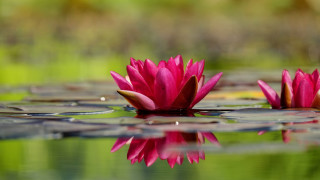 Pink water lilies pond bokeh - lily pad free wallpaper