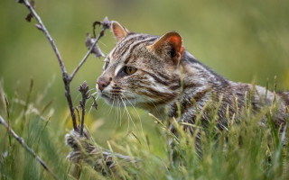 Cat grass outdoor nature blurry - a blurry background of grass free wallpaper