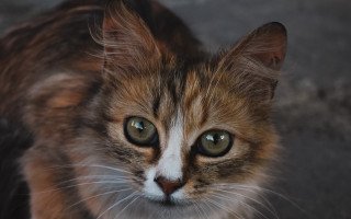 Sad green eyed cat macro - a black nose free wallpaper