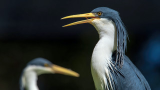 Two birds long beaks field - two bird free wallpaper for desktop
