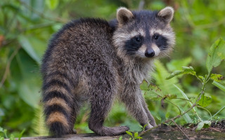 Raccoon log woods sad digital - in the wood free wallpaper