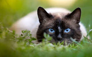 Black cat blue eyes curious - curious free wallpaper