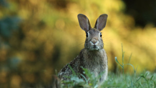 Rabbit grass bokeh nature animals - a rabbit free wallpaper for desktop