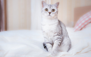 Surprised cat on bed white - white background free wallpaper