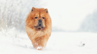 Dog snow woods shiba inu - the background and a snow free wallpaper