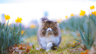 Cat flower field autumn blurry 2 - yellow flower free wallpaper