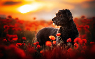 Dog red flowers sunset embers - the sun in the background free wallpaper