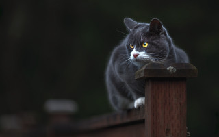 Black cat glowing eyes fence - a wooden fence post free wallpaper