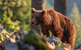 Brown bear forest rocks grass - ferenc joachim free wallpaper