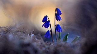 Blue flowers grass dirt yellow - backlight free wallpaper