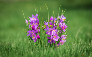 Purple flower field green background - green grass free wallpaper