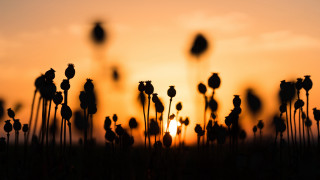 Flower field sunset birds serial - a few bird free wallpaper for desktop
