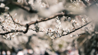 White flower branch bokeh sakura - elinor proby adams free wallpaper