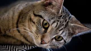 Cat black surface white stripe - a white stripe free wallpaper