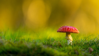 Red mushroom green field leaves - a lush green field of grass free wallpaper for desktop