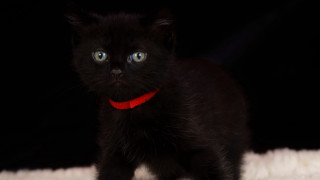 Black kitten red collar white - a red collar free wallpaper