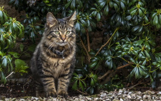 Cat bush green leaves collar - a bush free wallpaper