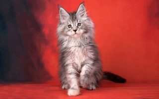 Fluffy cat red surface black - a red background behind free wallpaper