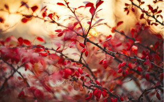 Red leaves sunset blood branch - claire hummel free wallpaper