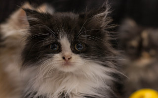 Black white kitten blue eyes 3 - kitten free wallpaper
