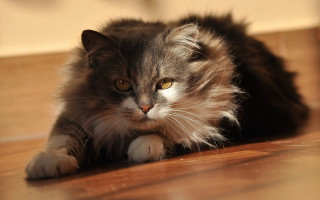 Serious cat yellow eyes jigsaw - a serious look free wallpaper