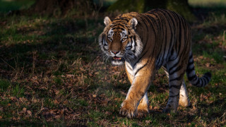 Tiger grassy area tree forest - a grassy area next free wallpaper