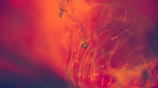 Red yellow blue green yellow - alberto seveso free wallpaper for desktop