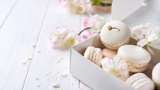 Macaroons flower petals bird rococo - a small bird free wallpaper
