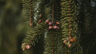 Pine tree cones needles blurry - needle free wallpaper