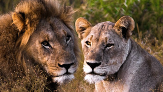 Lion tallgrass wildlife naturalism puzzle - two lion free wallpaper